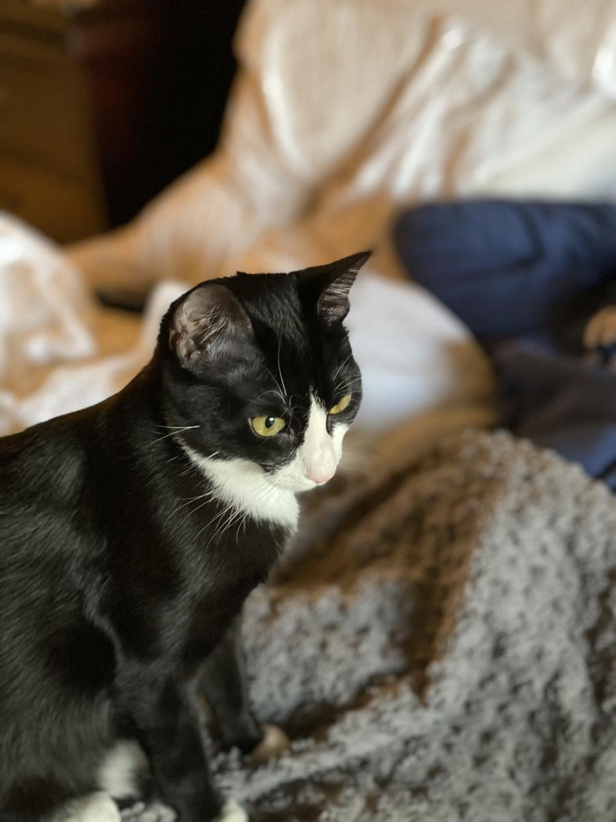 Image of Maisey, Lost Cat