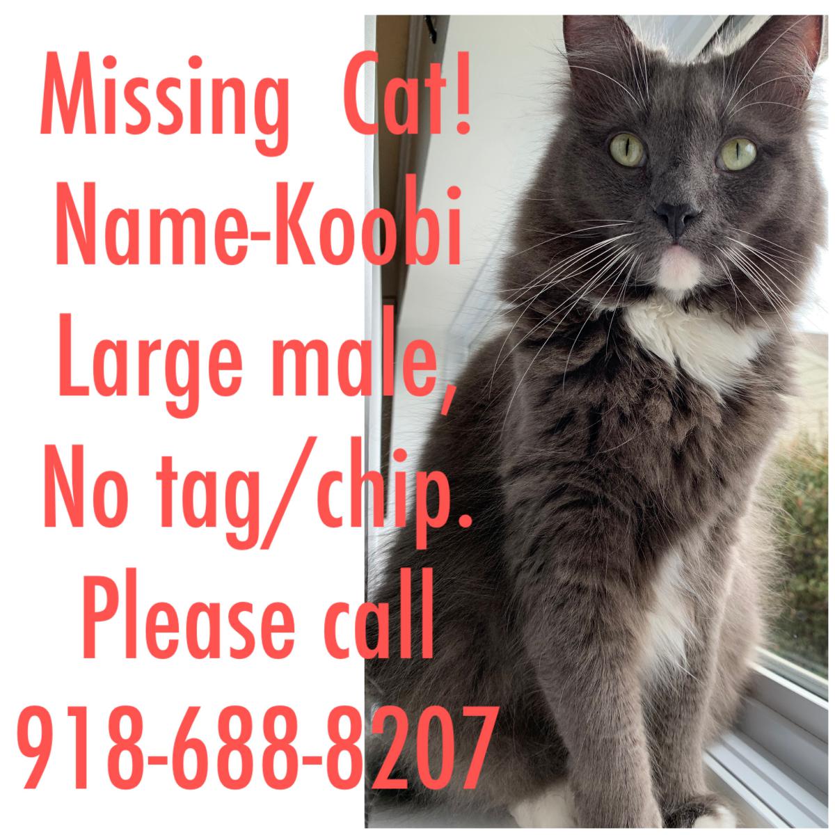 Image of Koobi, Lost Cat
