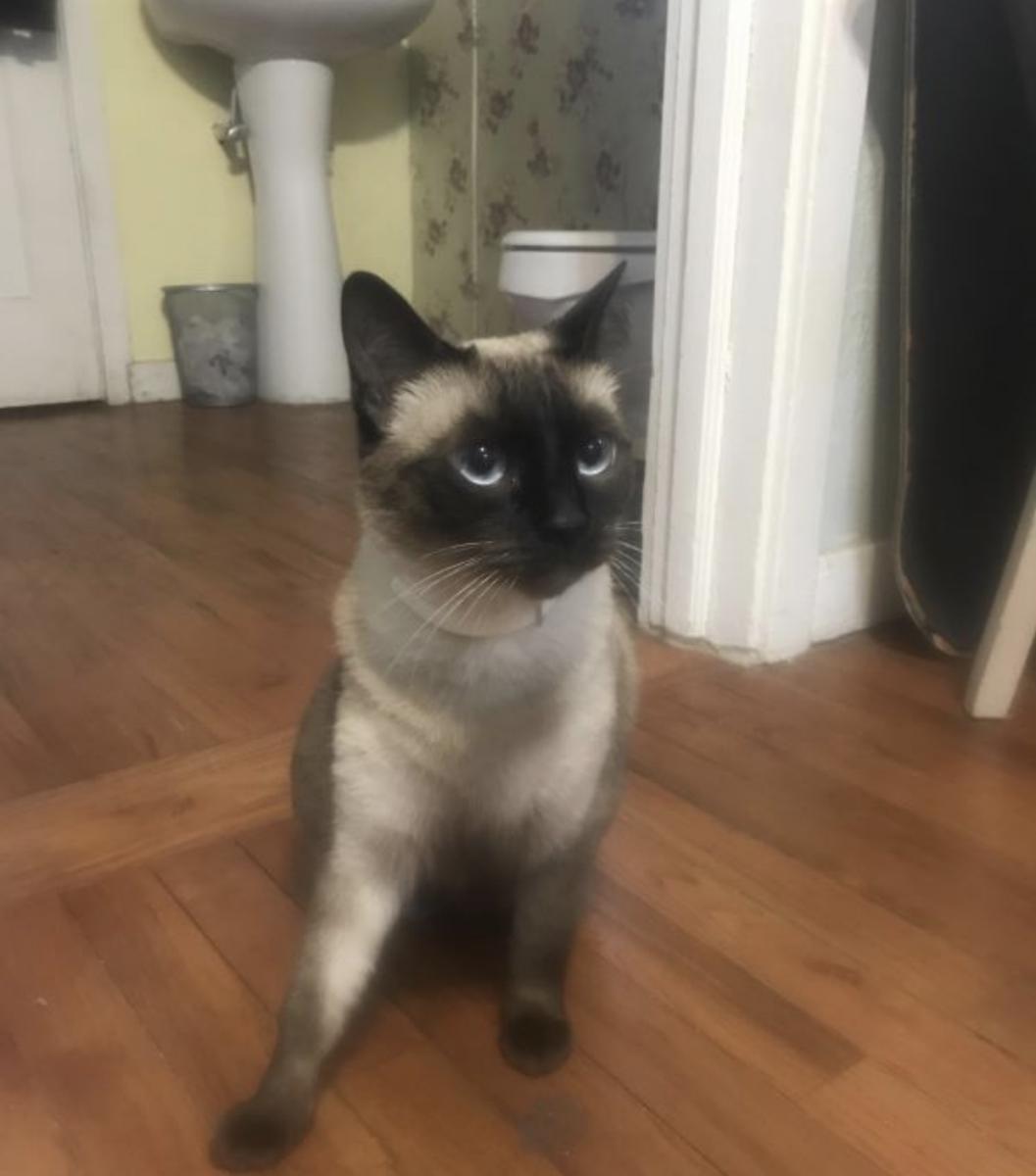 Image of Ling, Lost Cat