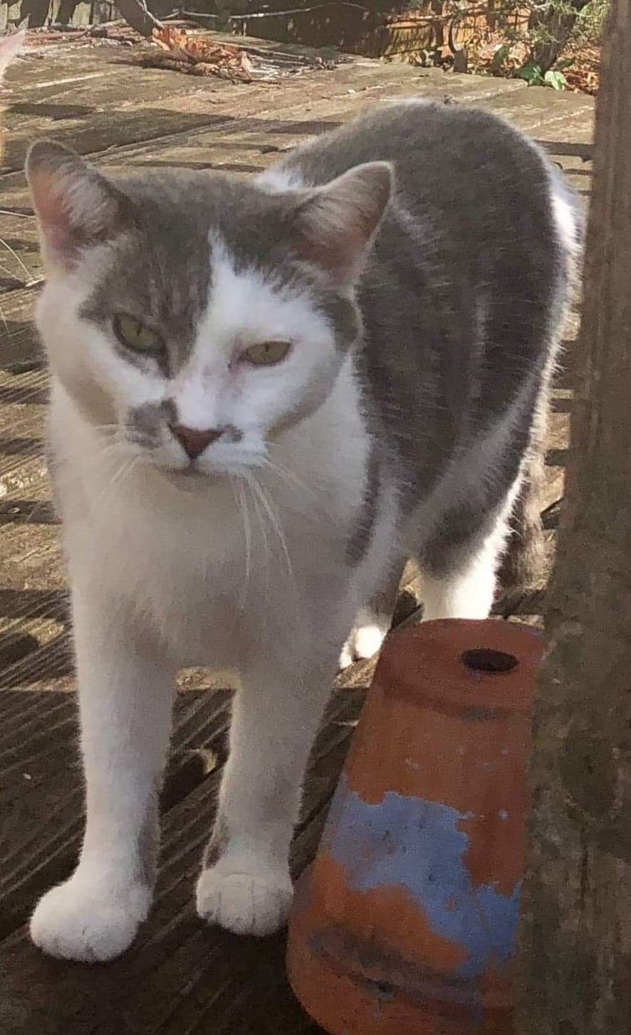 Image of Mr. Pickles, Lost Cat