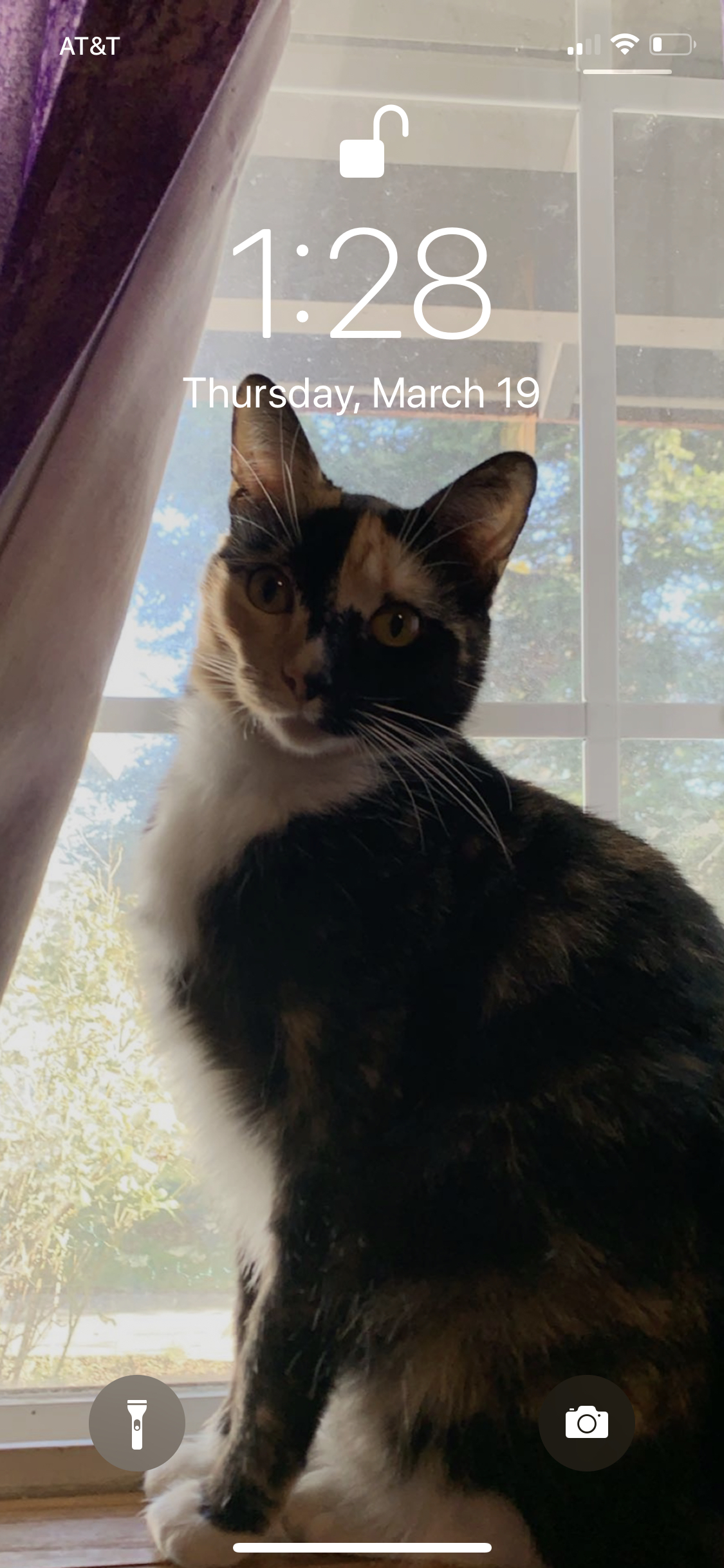 Image of Queenie, Lost Cat