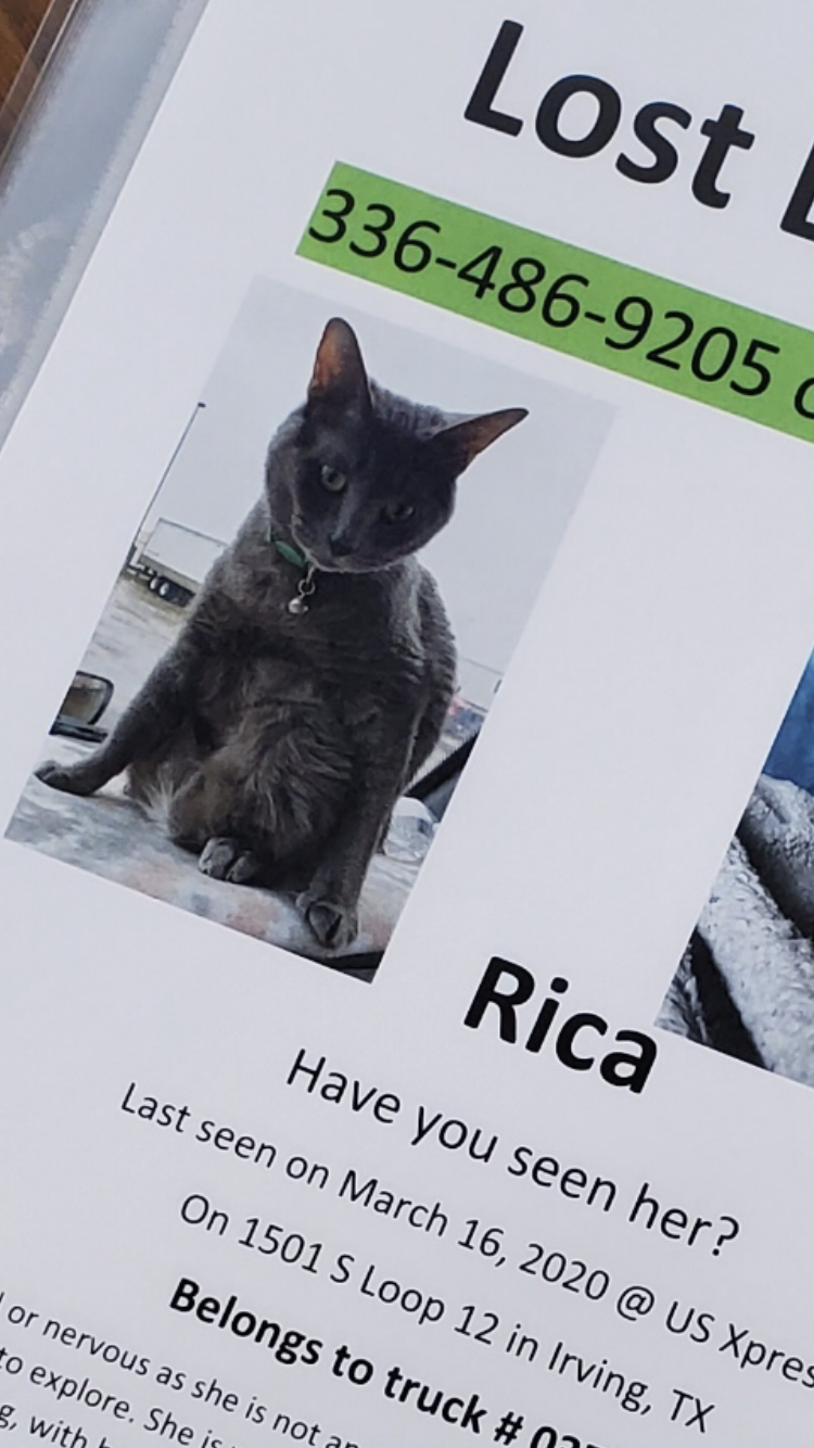 Image of Rica, Lost Cat