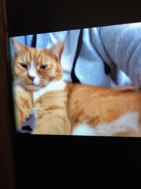 Image of Butters, Lost Cat
