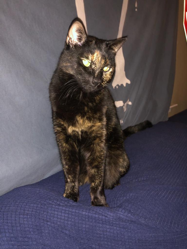 Image of Ally, Lost Cat