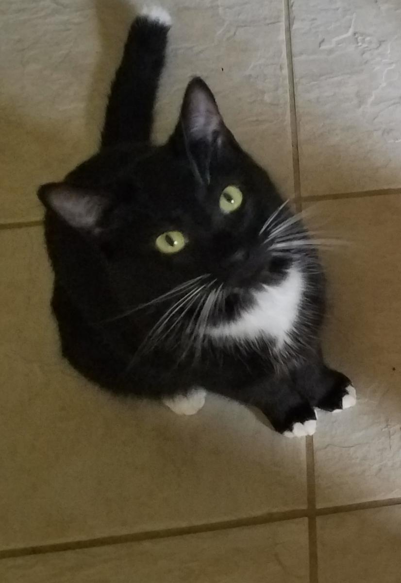 Image of Boots, Lost Cat