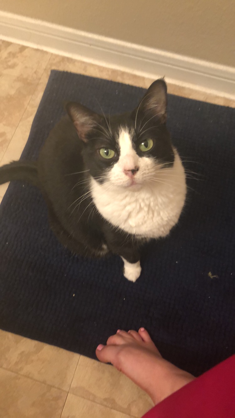 Image of Miss. Kitty, Lost Cat