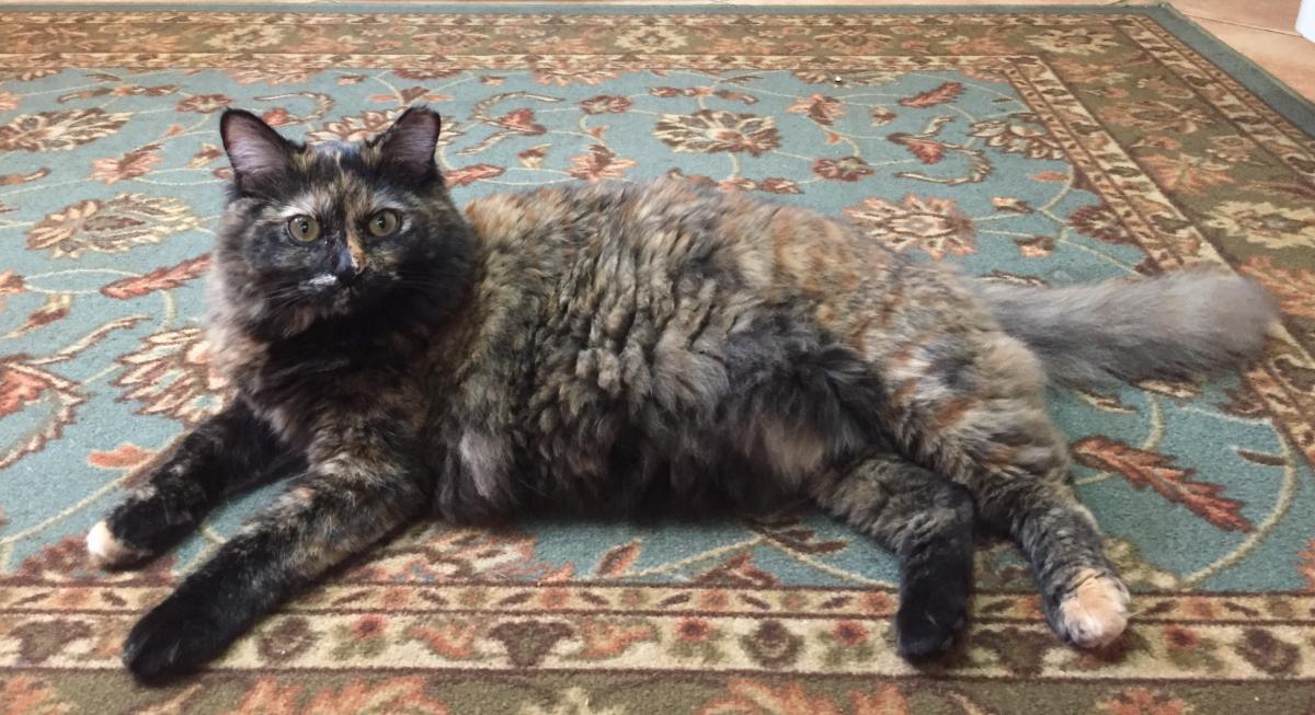 Image of Maggie Mae, Lost Cat