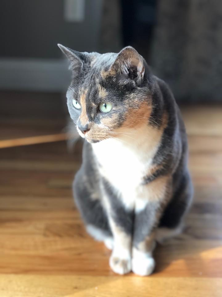 Image of Patrice, Lost Cat