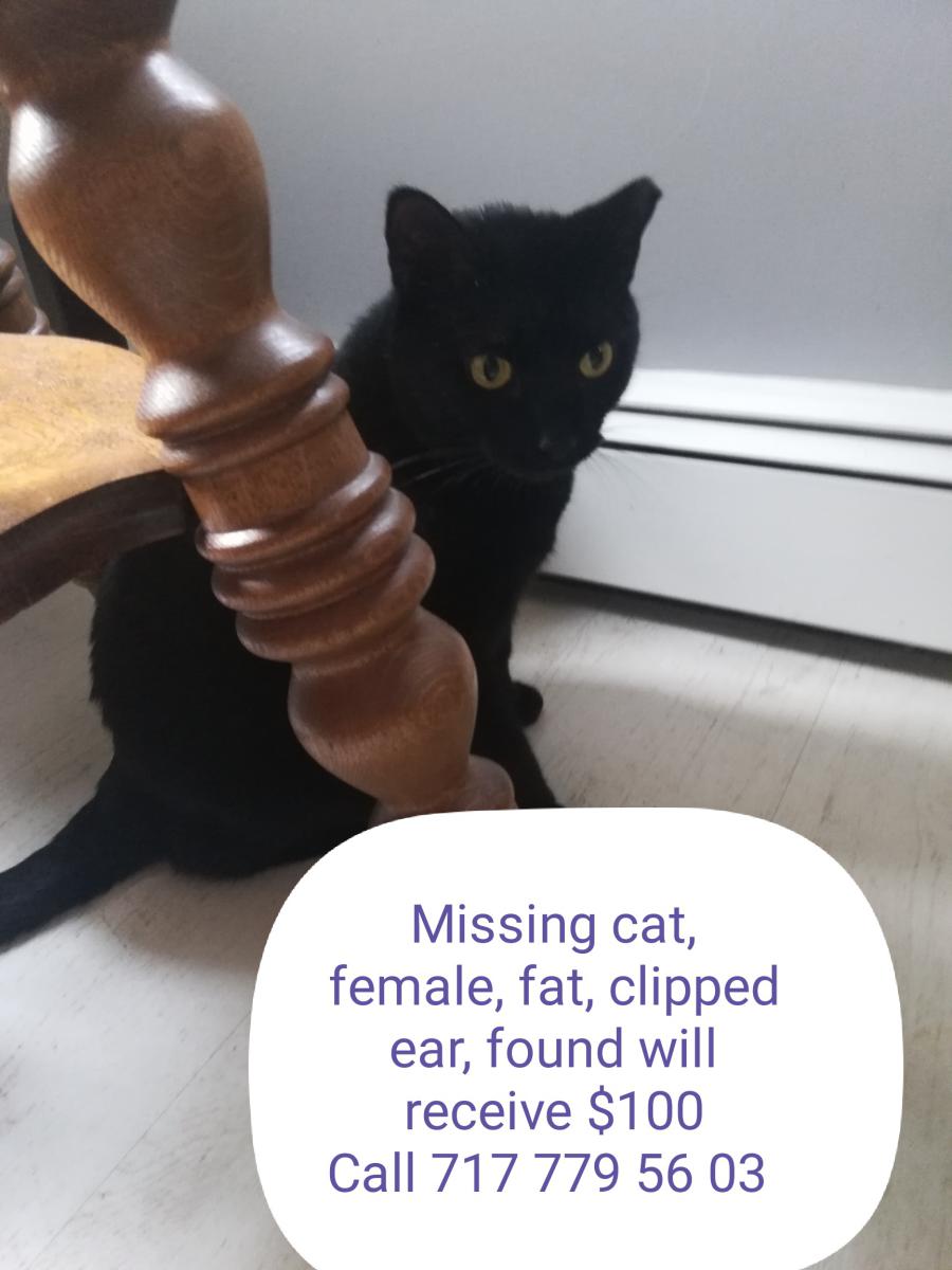 Image of Mira, Lost Cat