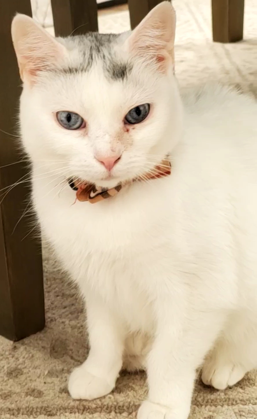 Image of Marble, Lost Cat