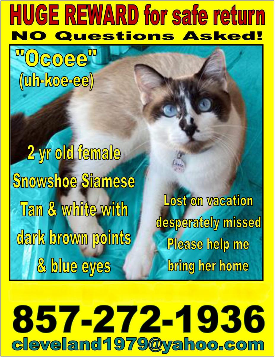 Image of Ocoee (uh-koe-ee), Lost Cat