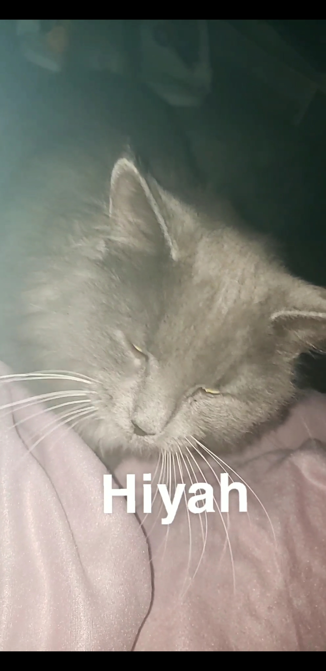 Image of Hiyah, Lost Cat