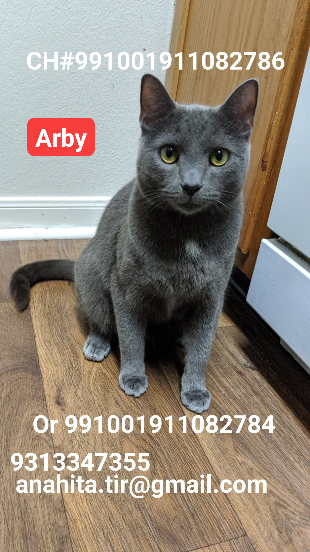Image of Arby, Lost Cat