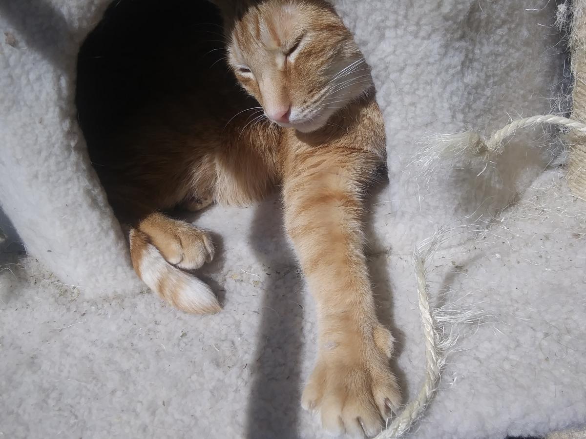 Image of Orangecat, Lost Cat