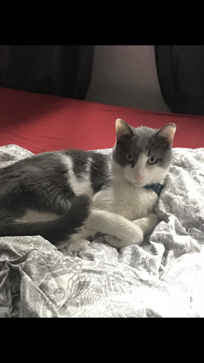 Image of LYLE, Lost Cat