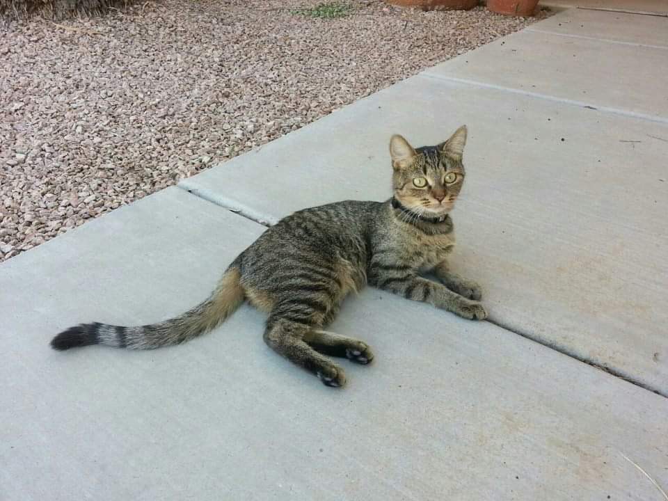 Image of Mitty, Lost Cat