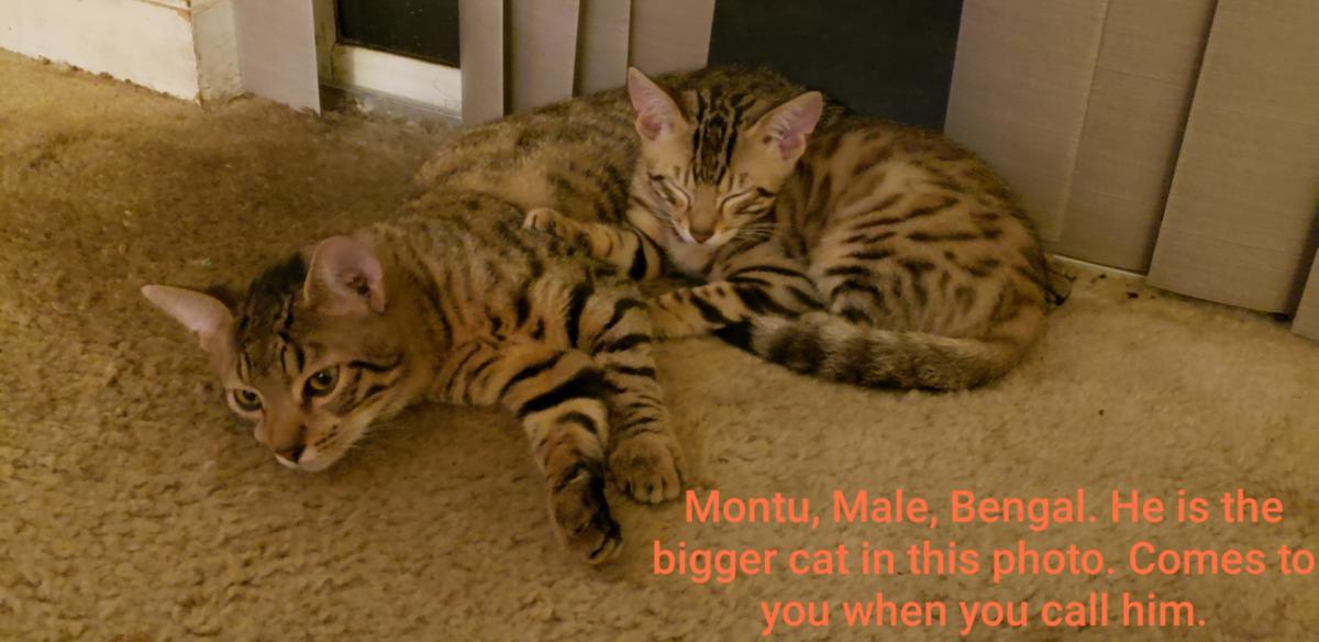 Image of Montu, Lost Cat