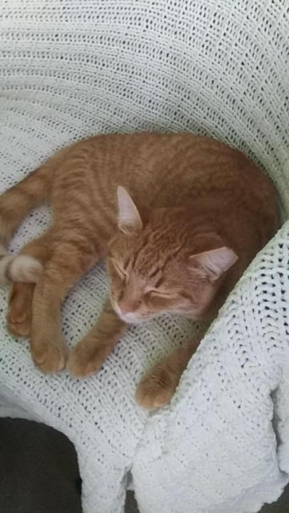 Image of Isaac, Lost Cat