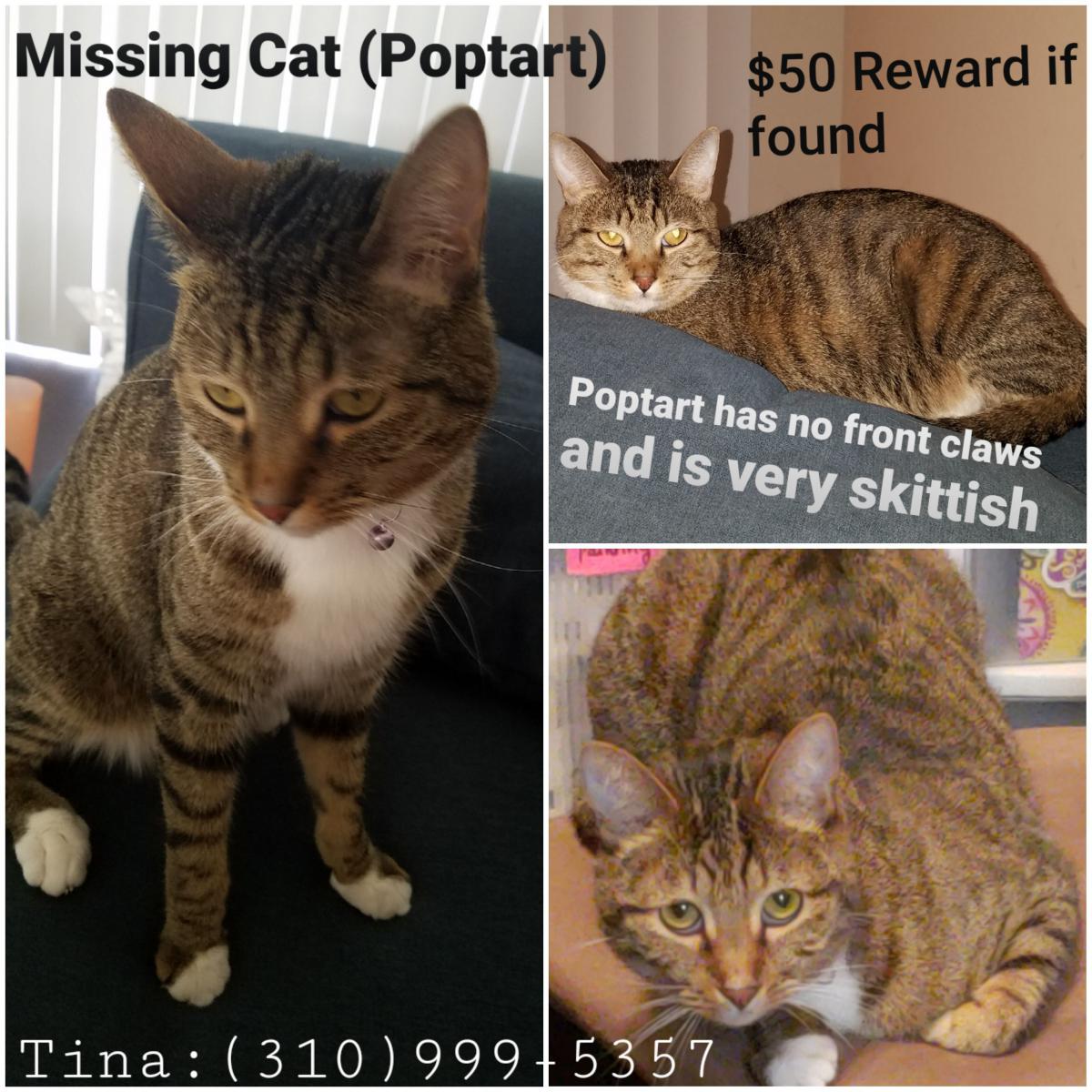 Image of Poptart, Lost Cat