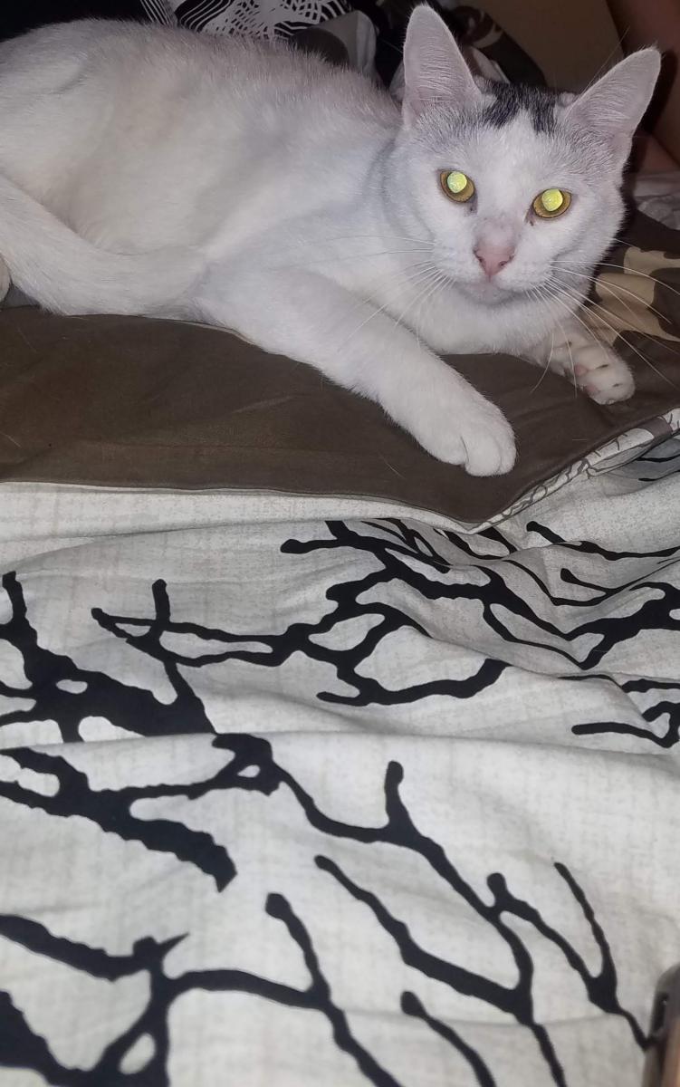 Image of Sophia, Lost Cat