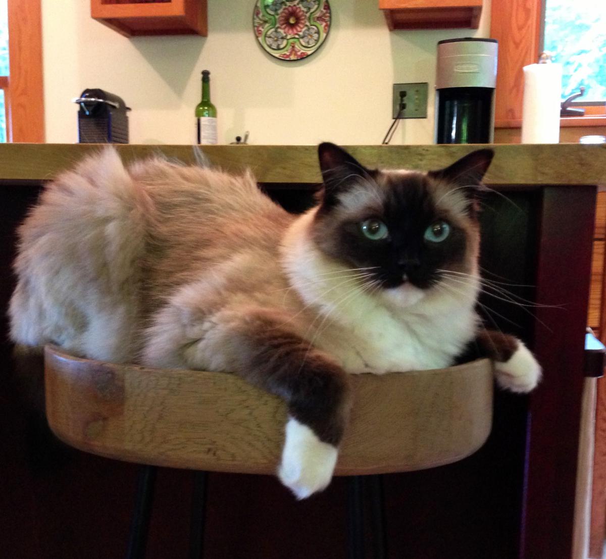 Image of Pancho Villa, Lost Cat