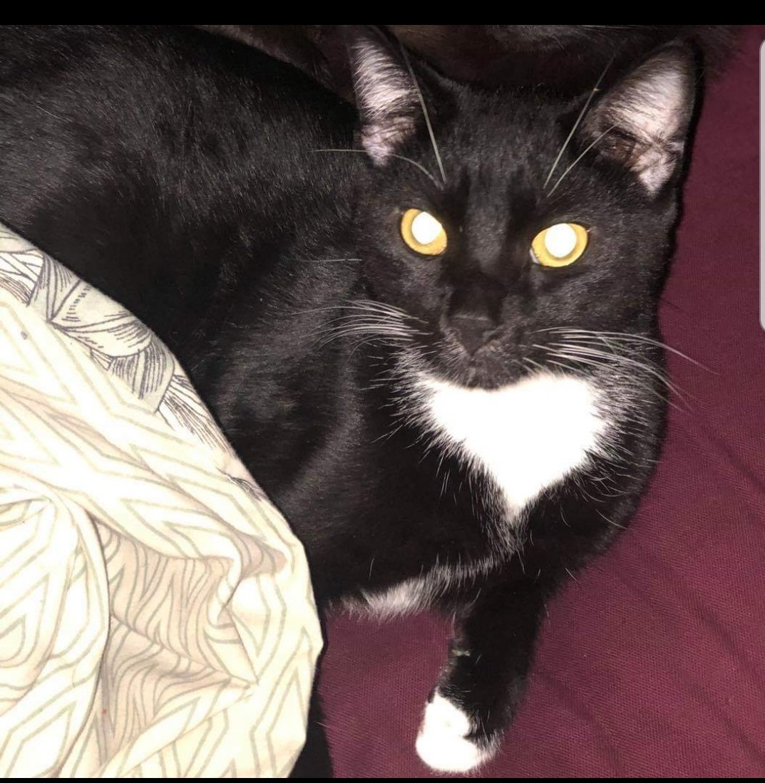 Image of Mordecai, Lost Cat