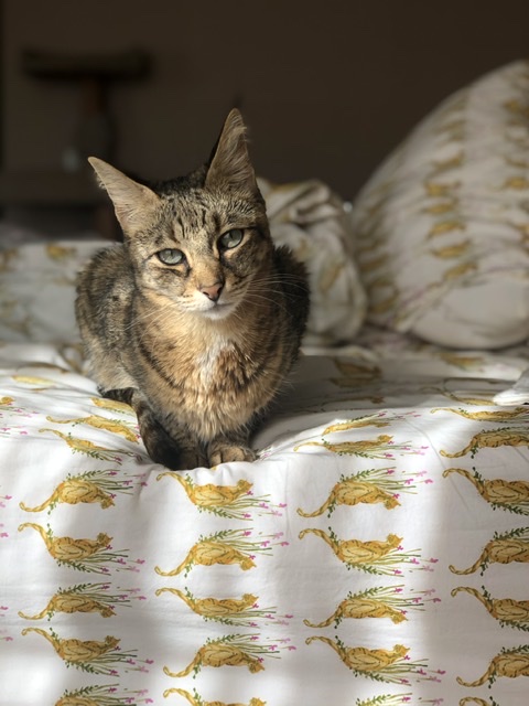 Image of Mimi, Lost Cat