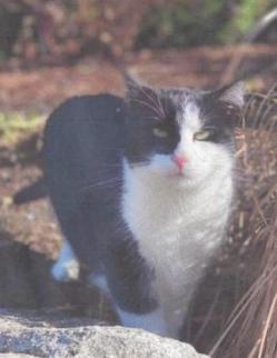 Image of Harle Coe, Lost Cat