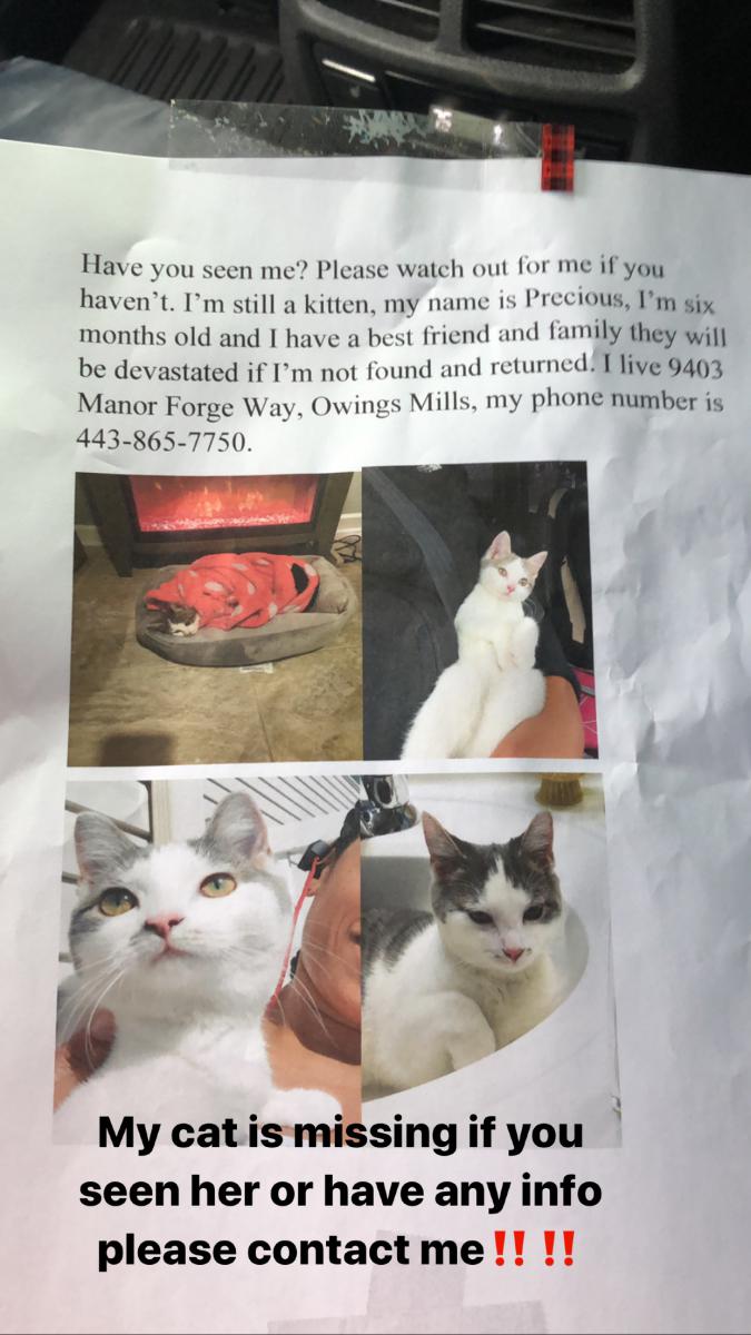 Image of Precious, Lost Cat