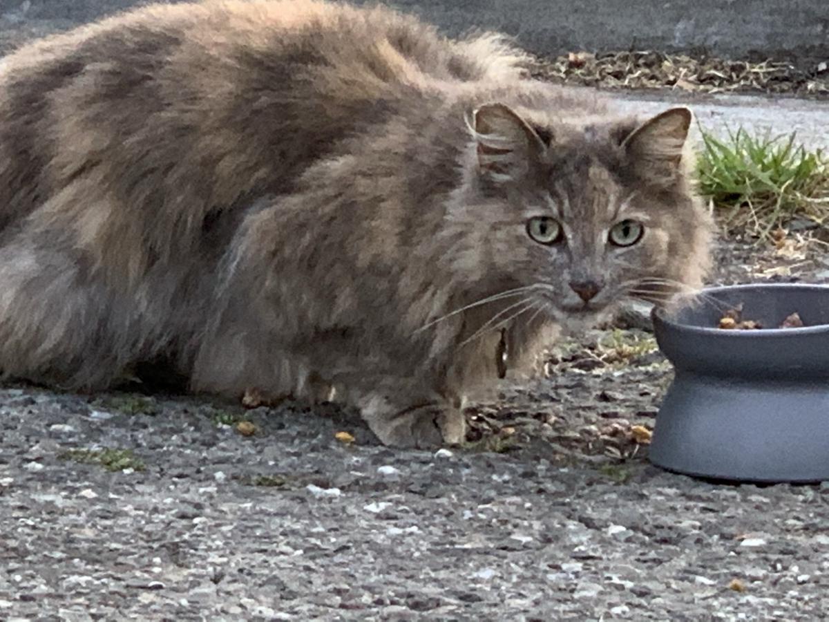 Lost Cat Brazilian Shorthair In Emeryville Ca Lost My Kitty