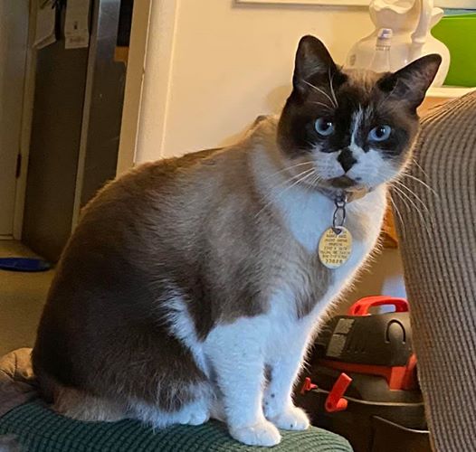Image of Lillie, Lost Cat
