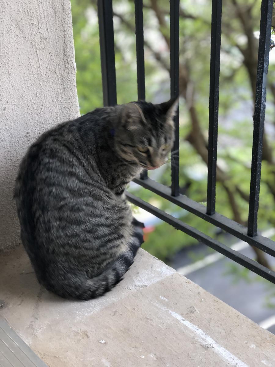 Image of Little, Lost Cat