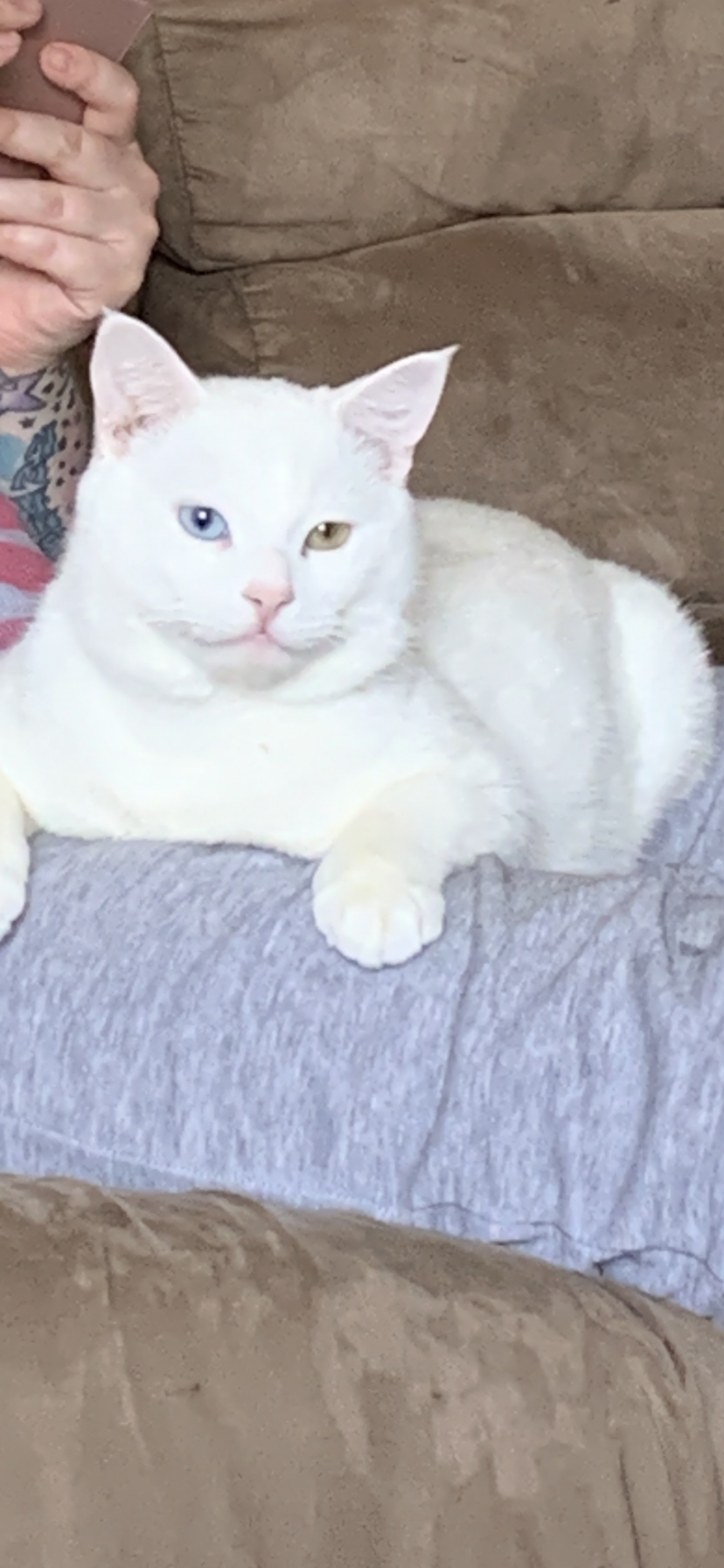 Image of Kimba, Lost Cat