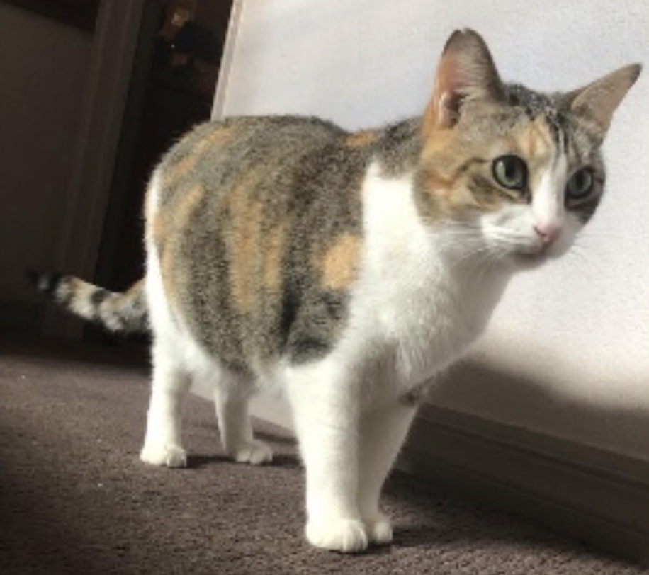 Image of Penny, Lost Cat