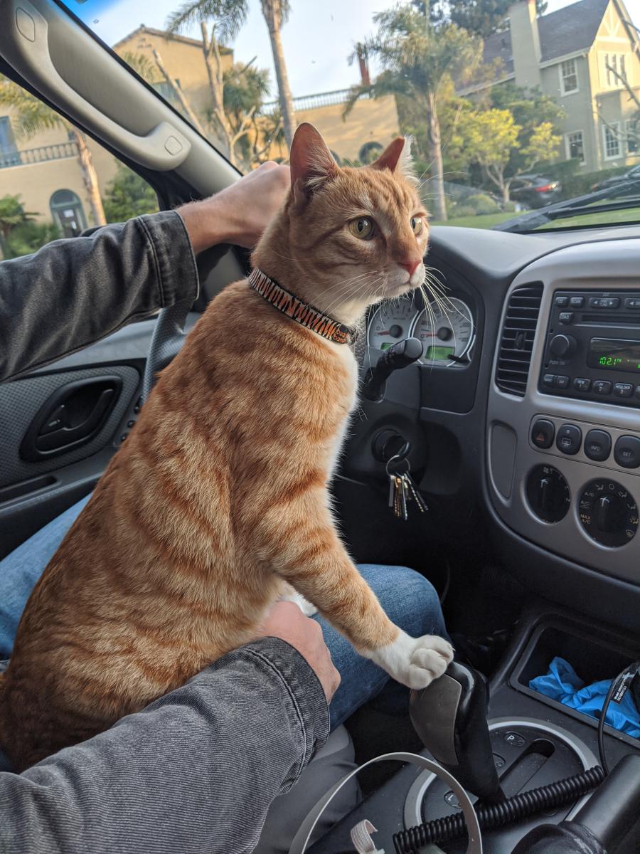 Image of Hobbes, Lost Cat