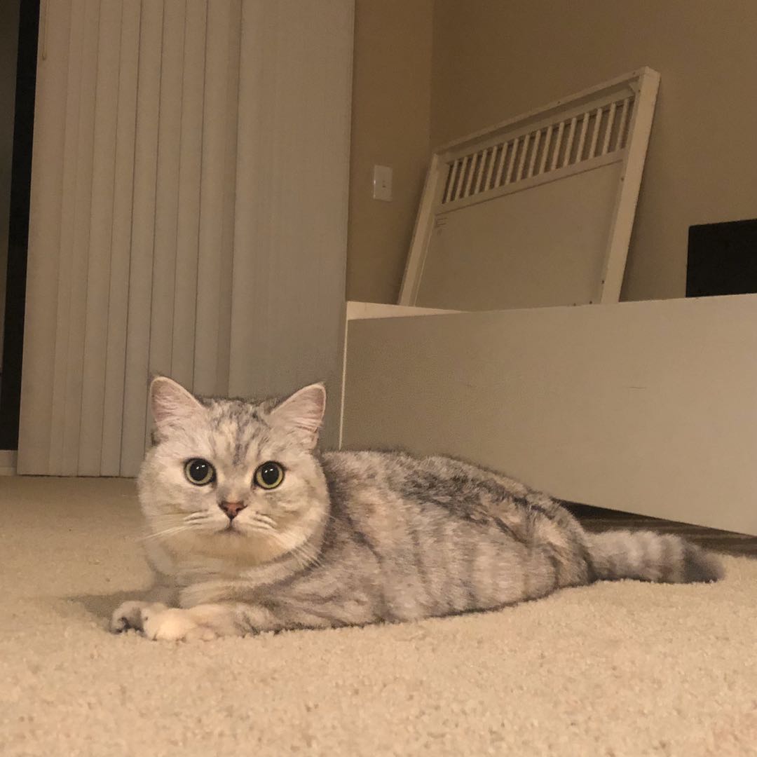 Image of momo, Lost Cat