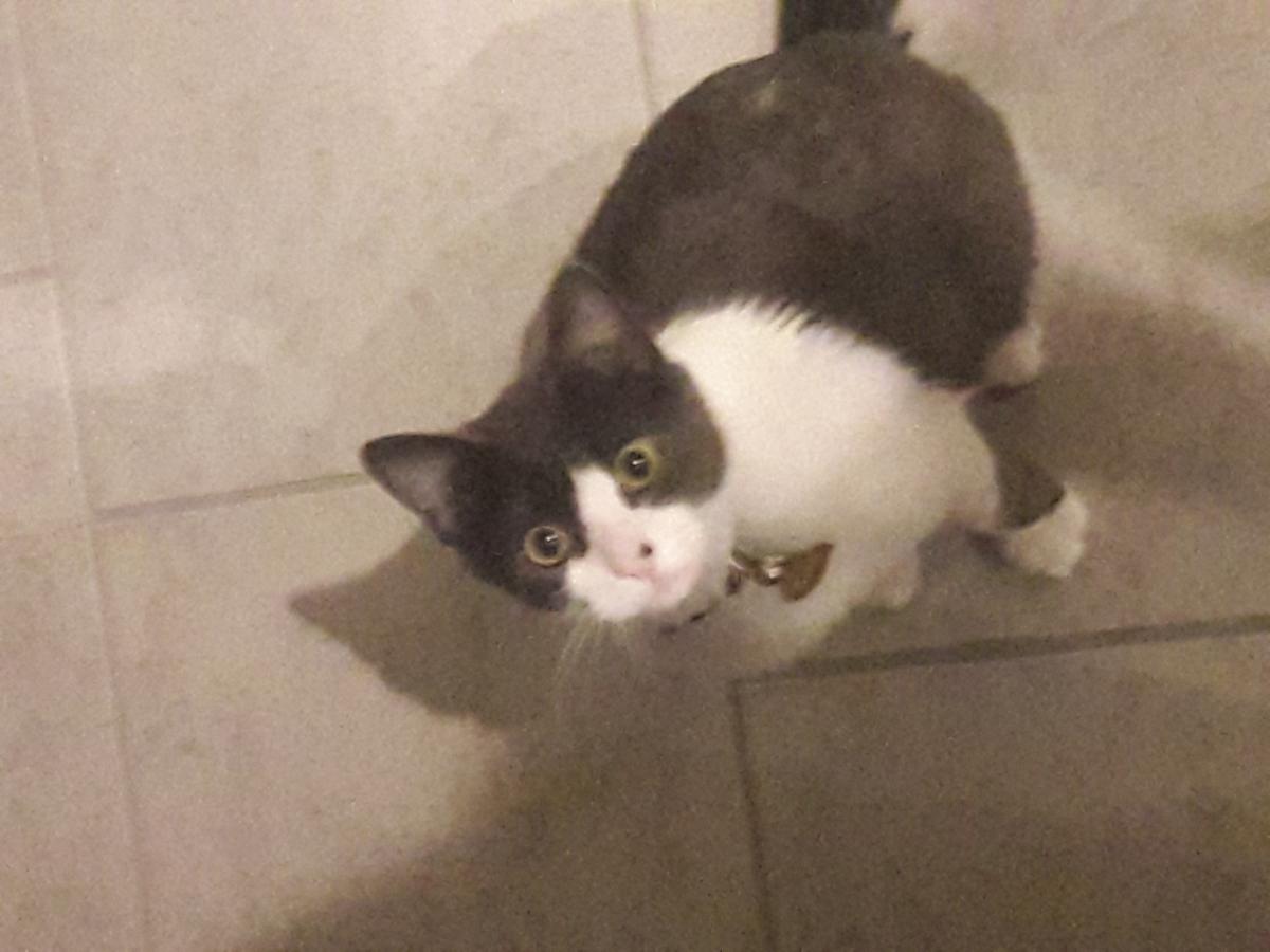 Image of Soleil, Lost Cat