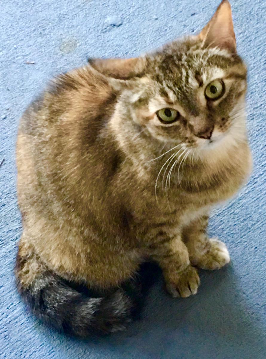 Image of Lilly (aka KIt-Kat), Lost Cat
