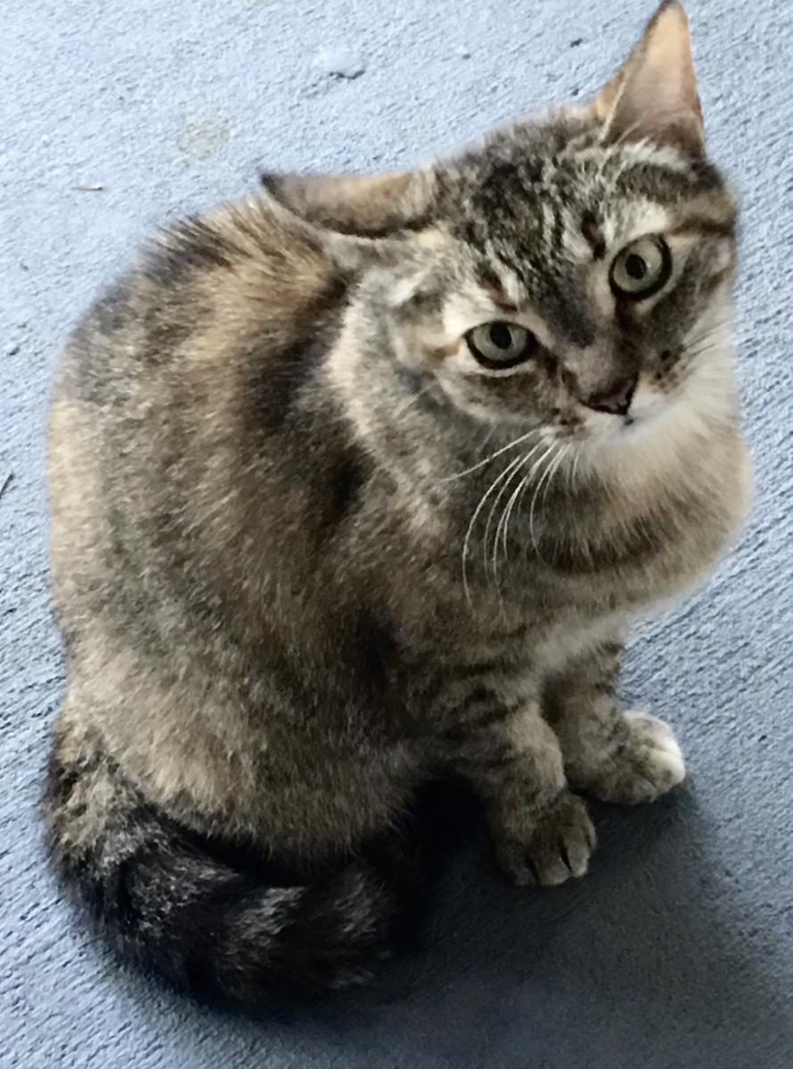 Image of Lilly (aka KIt-Kat), Lost Cat