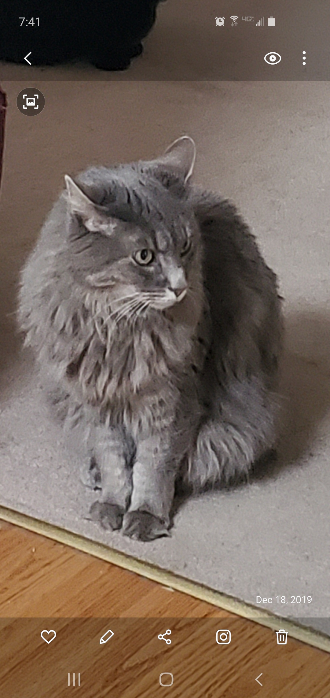 Image of Lolita, Lost Cat