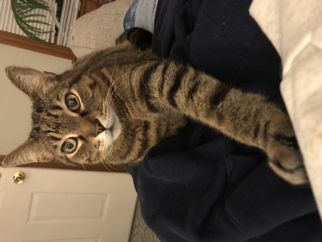 Image of Abner, Lost Cat