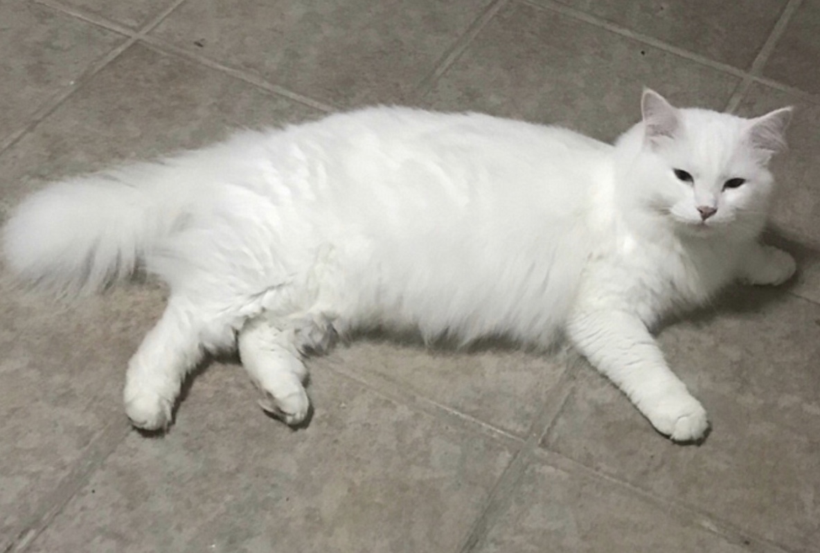 Image of Bora, Lost Cat