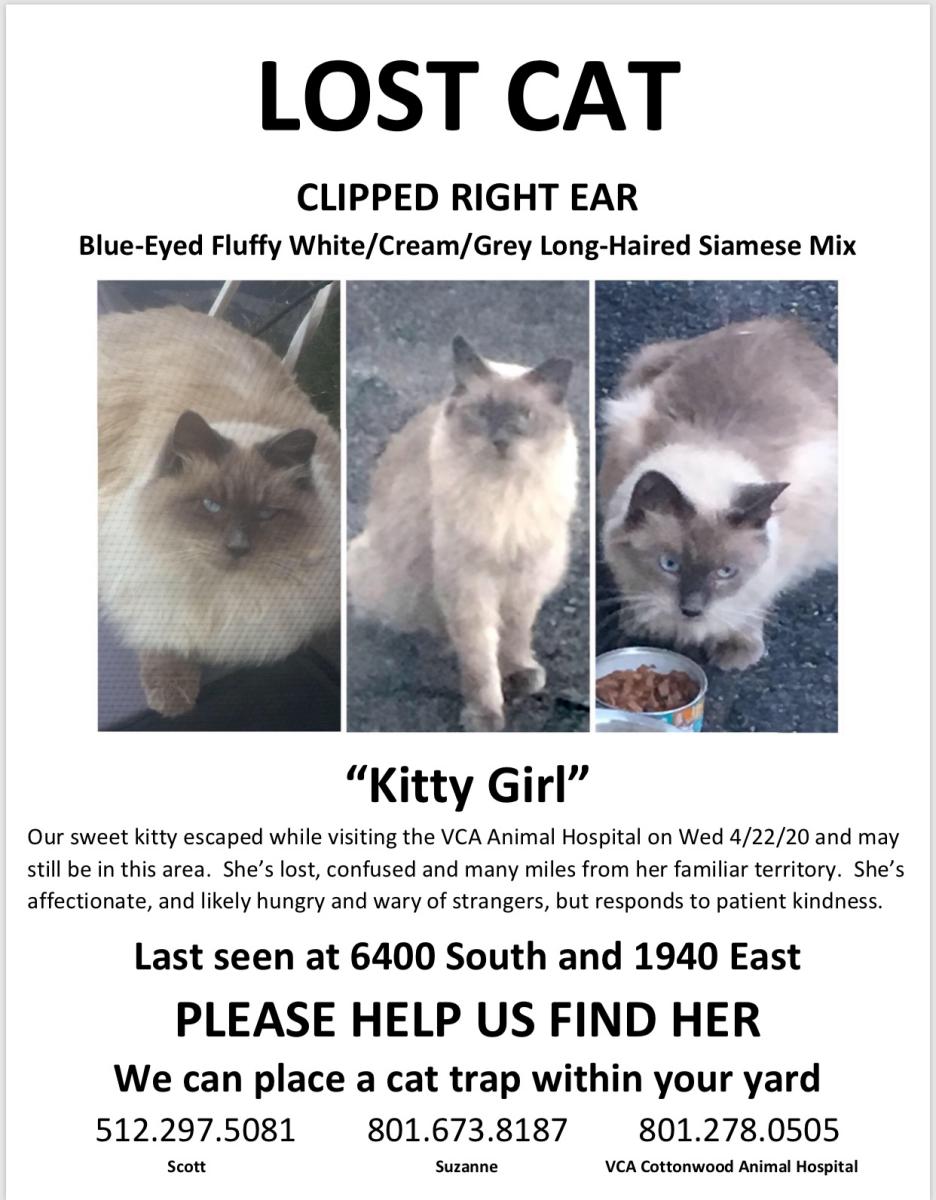 Image of KITTY GIRL, Lost Cat