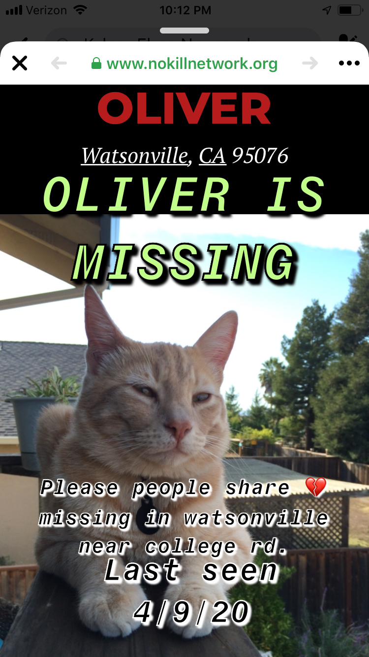 Image of Oliver, Lost Cat