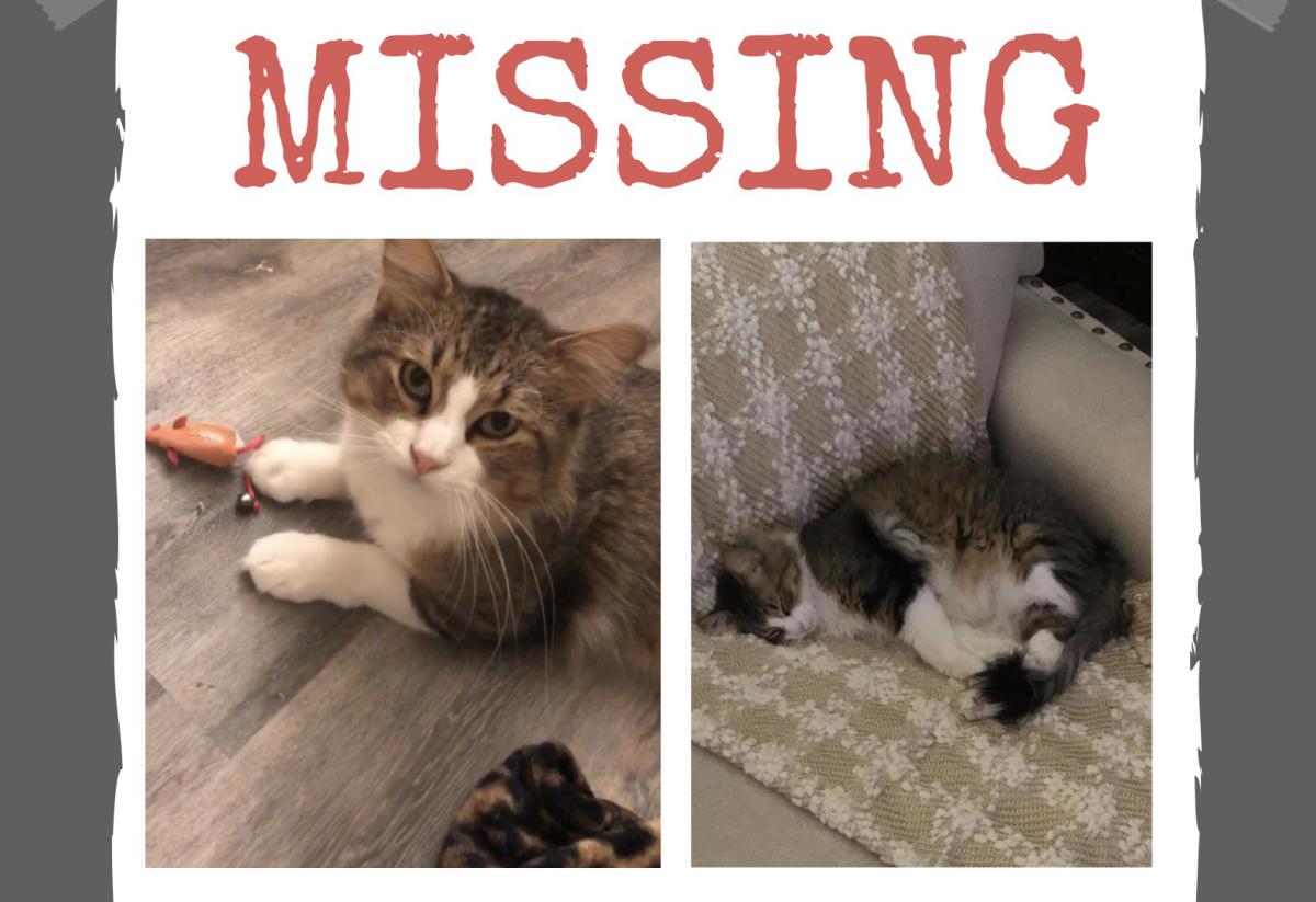 Image of Indy Bell, Lost Cat