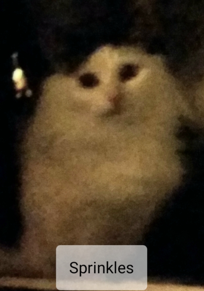Image of SPRINKLES, Lost Cat