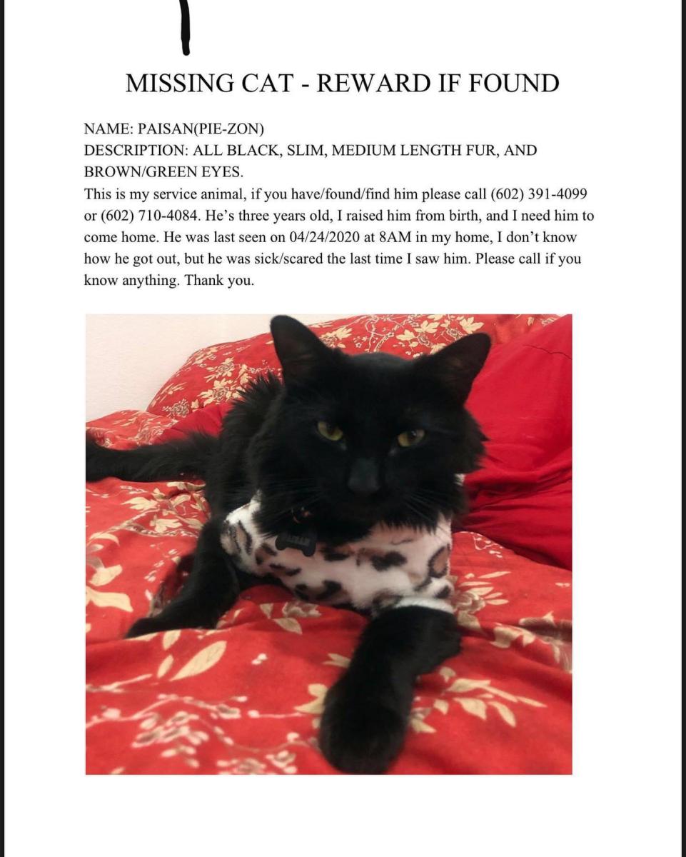 Image of paisan, Lost Cat