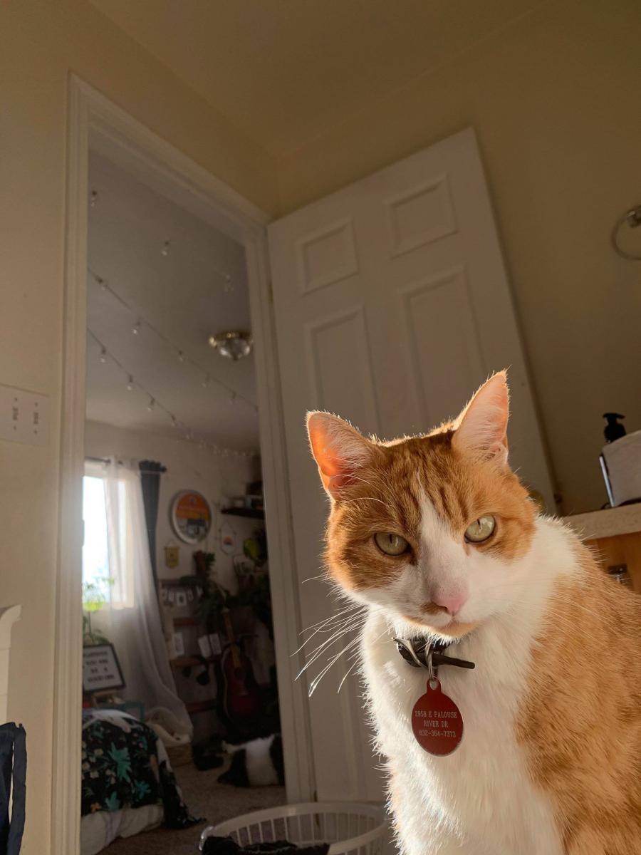 Lost Cat American Shorthair in MOSCOW, ID - Lost My Kitty