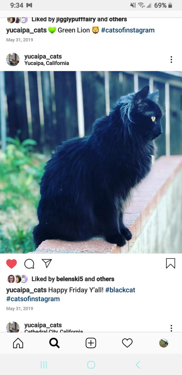 Image of Wednesday, Lost Cat