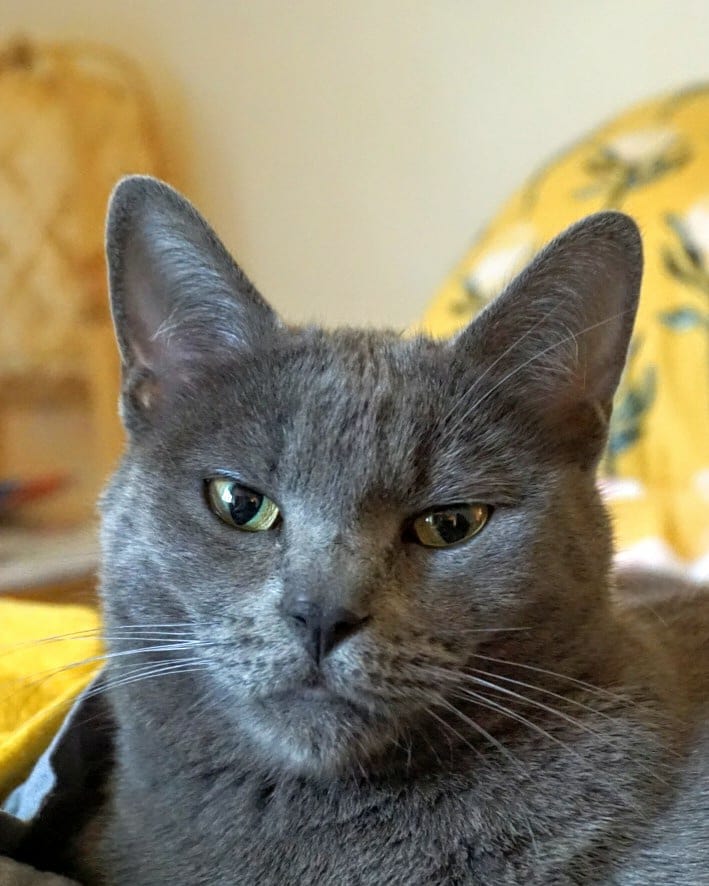 Image of Mavis, Lost Cat
